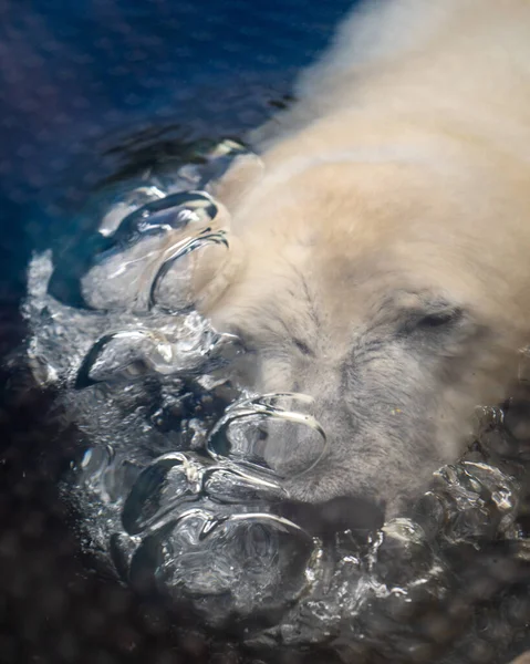 白熊在水里下沉 形成气泡的白色北极熊的垂直镜头 — 图库照片