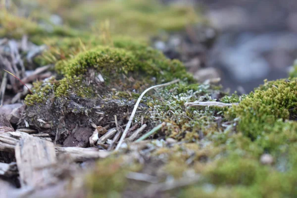 Szelektív Fókusz Lövés Sphagnum Földön — Stock Fotó