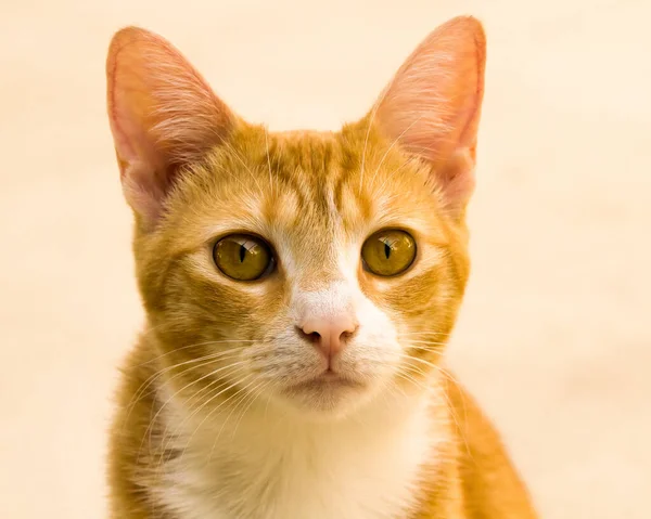 Ein Schönes Porträt Einer Orangen Katze — Stockfoto