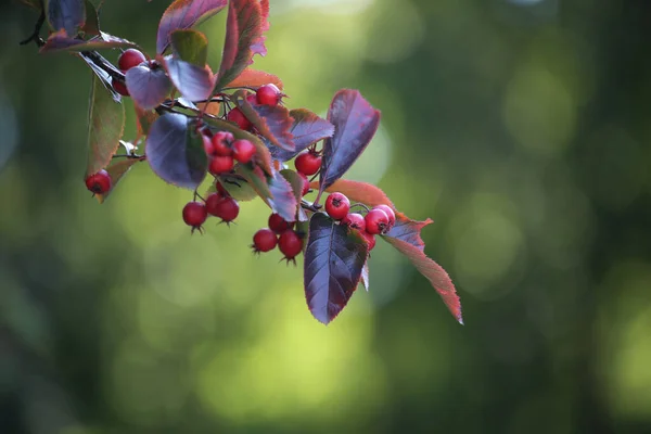 Closeup Shot Midland Hawthorn Blurry Background — Stock Photo, Image