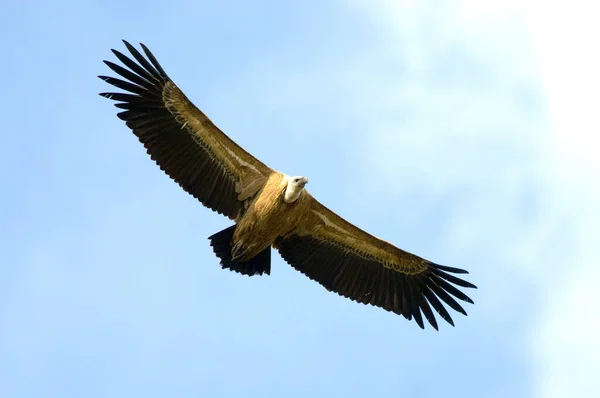 Ein Tiefflug Eines Gänsegeiers Der Den Klaren Himmel Fliegt — Stockfoto