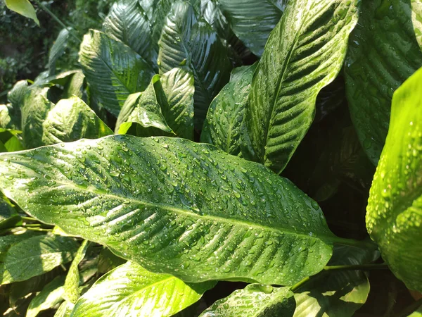 Tiro Close Lírio Paz Spathiphyllum Cochlearispathum Folhas Flores Com Gotas — Fotografia de Stock