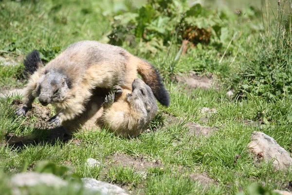 Due Marmotte Che Combattono Campo — Foto Stock
