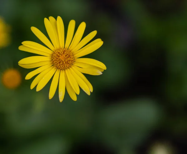 Płytkie Ujęcie Ostrości Kwiatu Żółtego Orientalnego Lamparta Zamazanym Tłem Ogrodu — Zdjęcie stockowe