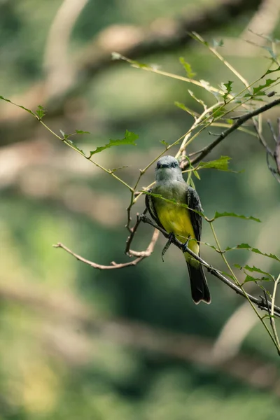 Macro Scatto Coraciiformes Colorato Uccello Piccolo Ramo Verde Verticale — Foto Stock