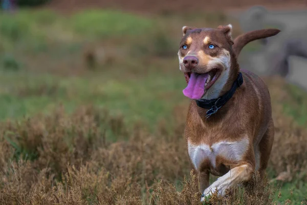 Brown White Mix Breed Dog Brguth White Eyes Running Leash — Stock Photo, Image