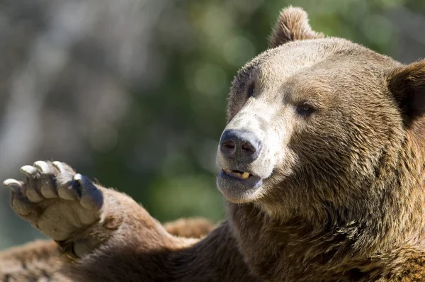 Egy Közeli Felvétel Egy Grizzly Medvéről Állatkertben Napközben — Stock Fotó