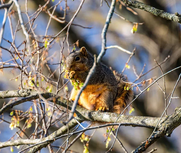Ein Niedliches Eichhörnchen Sitzt Auf Einem Ast Und Frisst Von — Stockfoto