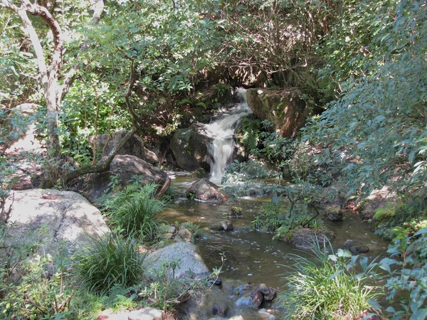 Belo Tiro Uma Pequena Cachoeira Lagoa Com Plantas Verdes Crescendo — Fotografia de Stock