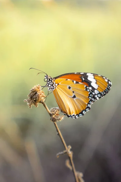 Живая Бабочка Монарх Растении — стоковое фото