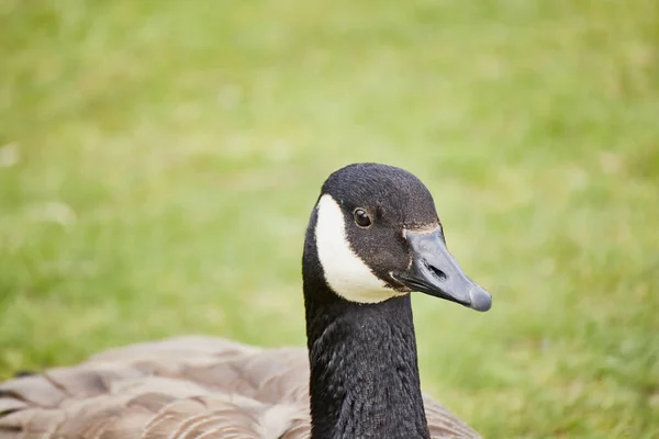 Список Викопних Птахів Canada Goose Canadian Goose Branta Canadensis — стокове фото