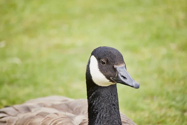 Primer Plano Del Ganso Canadá Ganso Canadiense Branta Canadensis —  Fotos de Stock