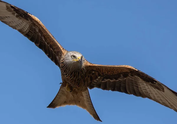 Een Lage Hoek Opname Van Een Bruine Vlieger Vogel Vliegend — Stockfoto