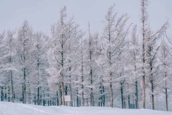Una Hermosa Vista Árboles Altos Cubiertos Nieve Bosque Invierno —  Fotos de Stock