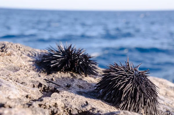 Sea Urchin Rock Ocean Background — Stock Photo, Image