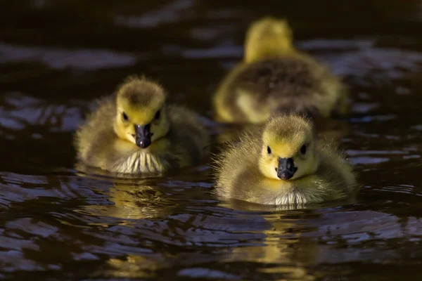 Close Yellow Cute Domestic Ducklings Swimming Water — Stock Photo, Image