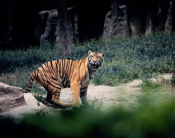 Μια Ενήλικη Τίγρης Κοιτάζει Εγρήγορση Κάτι Στην Άγρια Φύση — Φωτογραφία Αρχείου