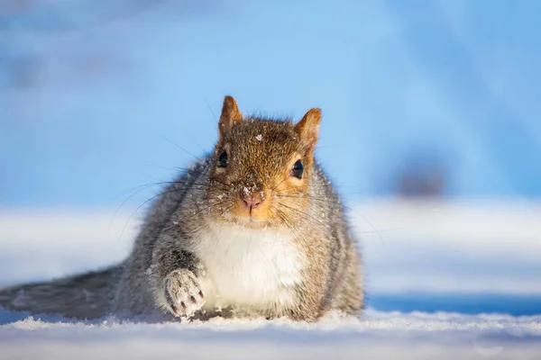 Nahaufnahme Eines Niedlichen Eichhörnchens Schnee — Stockfoto