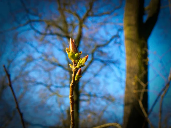 Closeup Shot Flowering Tree — Stock Photo, Image