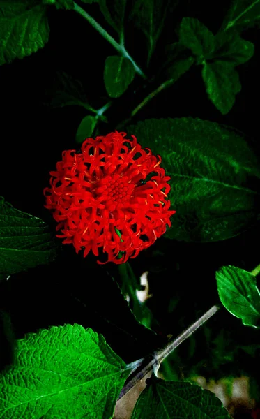 Ένα Κάθετο Πλάνο Ενός Κόκκινου Πελαργόνιου Που Μεγαλώνει Στον Κήπο — Φωτογραφία Αρχείου