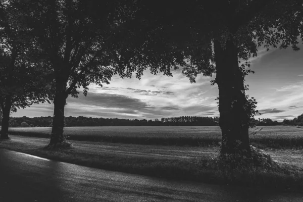 Tiro Tons Cinza Campo Perto Estrada Com Árvores Nuvens Fundo — Fotografia de Stock