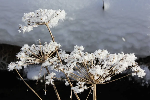 Primo Piano Neve Sui Rami — Foto Stock