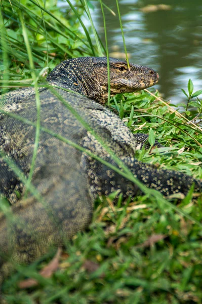 Plan Vertical Dragon Komodo Près Lac Dans Une Forêt — Photo