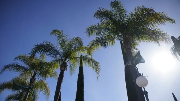 澄んだ空に太陽に対するヤシの木の低角度ショット — ストック写真