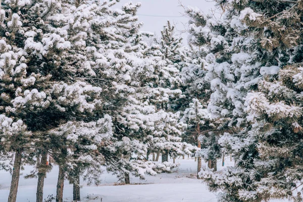 Une Belle Vue Sur Les Arbres Enneigés Dans Une Forêt — Photo