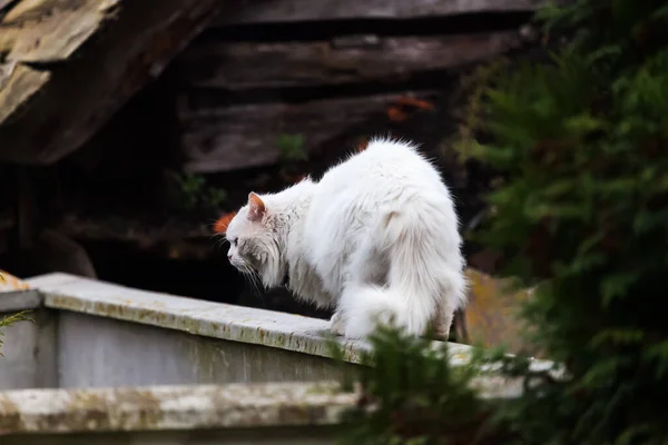 사냥하는 고양이 — 스톡 사진