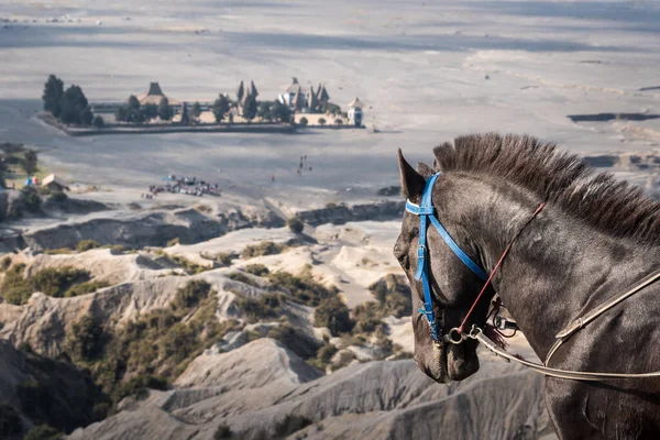 Kırsal Alanda Gün Işığında Bir Atın Manzarası — Stok fotoğraf