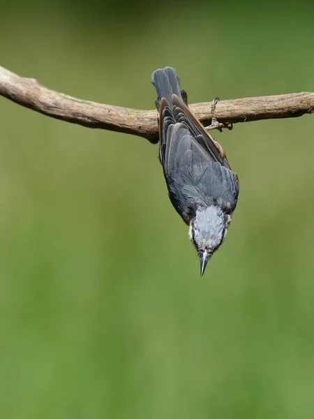 Close Pássaro Comum Nuthatch Pendurado Cabeça Para Baixo Ramo Jardim — Fotografia de Stock