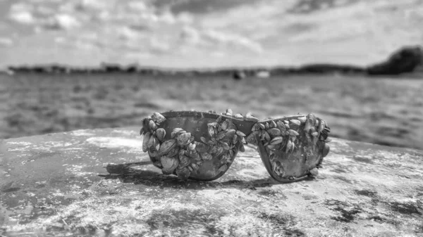 Tiro Tons Cinza Óculos Sol Cobertos Com Pequenas Conchas — Fotografia de Stock