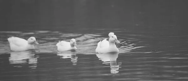 Eine Schar Weißer Enten Schwimmt Auf Einem Ruhigen Teich — Stockfoto