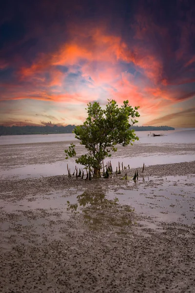 Colpo Verticale Albero Verde Sulla Riva Contro Cielo Nuvoloso Colorato — Foto Stock