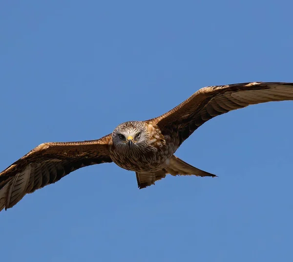 Low Angle Shot Brown Kite Bird Flying Blue Sky Sunny — 스톡 사진