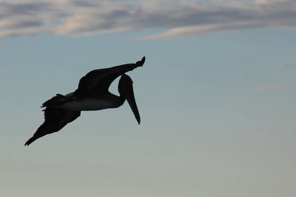 Black Bird Flying Air — Stock Photo, Image