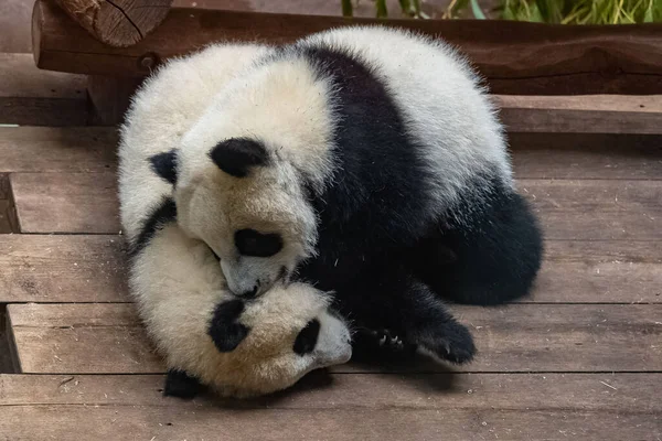 Giant Pandas Bear Pandas Two Babies Playing Together — Stock Photo, Image