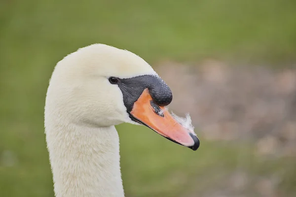 Close Belo Cisne Mudo Cygnus Olor — Fotografia de Stock