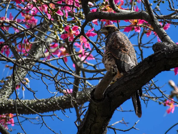 Harris Hawk Parabuteo Unicinctus Floss Silk Tree Ceiba Speciosa Buenos — Stock Photo, Image