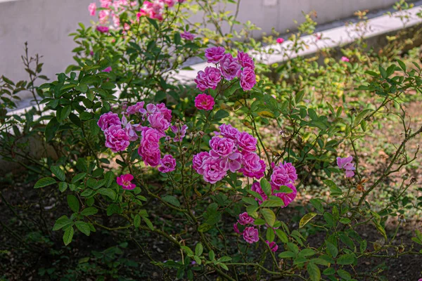 Närbild Rosa Trädgårdsrosor Buske — Stockfoto