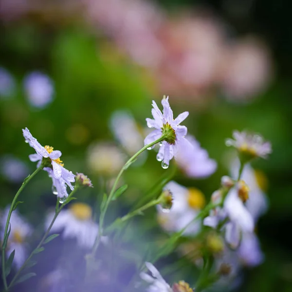 Oxeye Daisy Flowers Leucanthemum Vulgare Crescente Campo Ravvicinato — Foto Stock