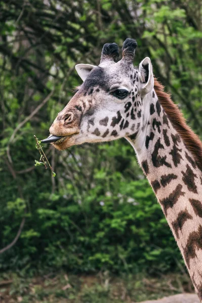 Plan Vertical Girafe Dans Parc Zoologique — Photo