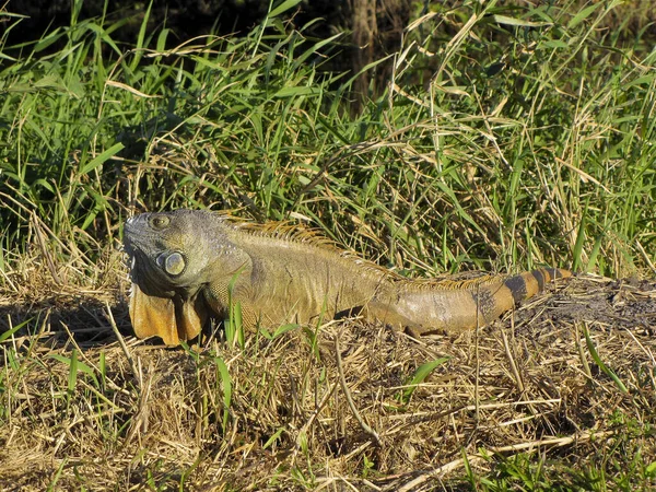 Primer Plano Una Hermosa Iguana Verde Tomando Sol Suelo Entre — Foto de Stock