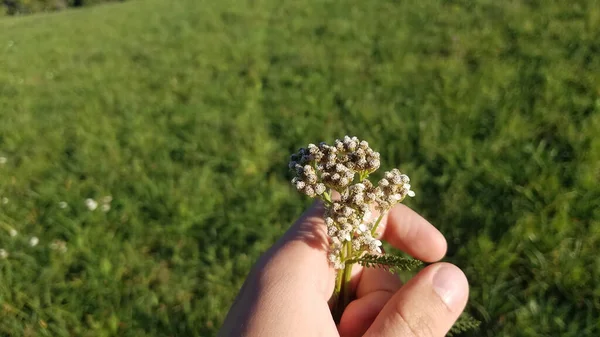 Ένα Κοντινό Πλάνο Ενός Χεριού Που Κρατάει Ένα Φυτό Μικρά — Φωτογραφία Αρχείου
