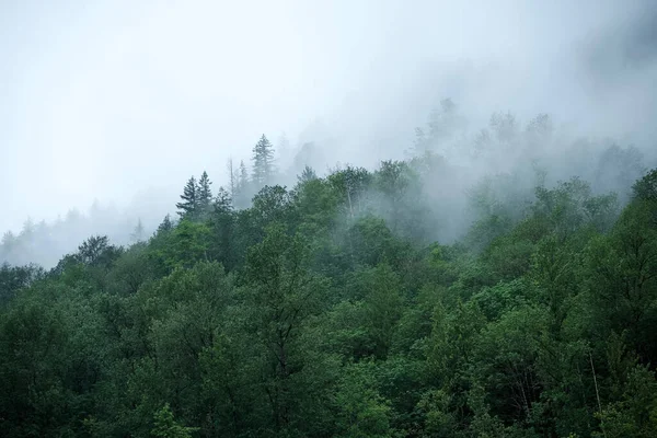 霧の中の緑の森の風景 — ストック写真