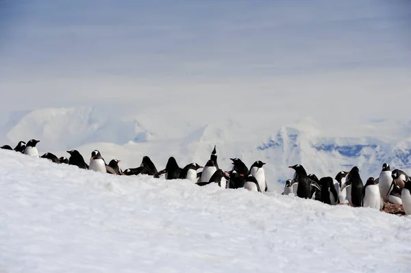 Antarktika Daki Güzel Gentoo Penguenlerinin Manzarası — Stok fotoğraf