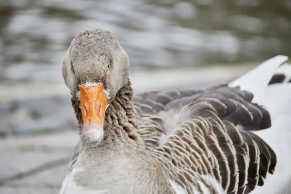 Primer Plano Ganso Graylag Anser Anser —  Fotos de Stock