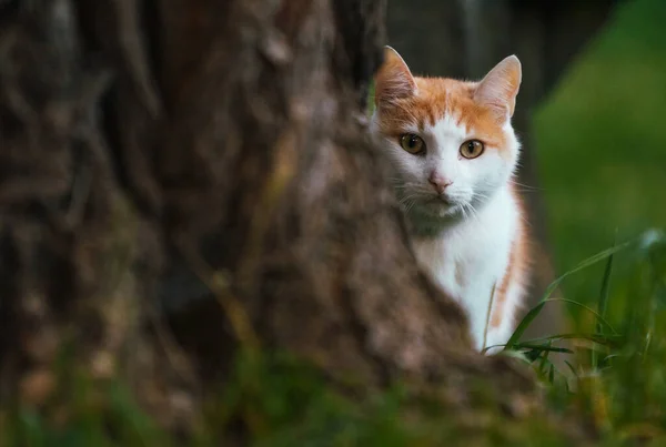 고양이가 정원의 나무줄기 옆에서 새끼를 — 스톡 사진