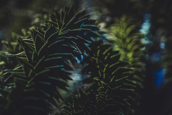 Primer Plano Las Ramas Araucaria Araucana Sobre Fondo Borroso —  Fotos de Stock